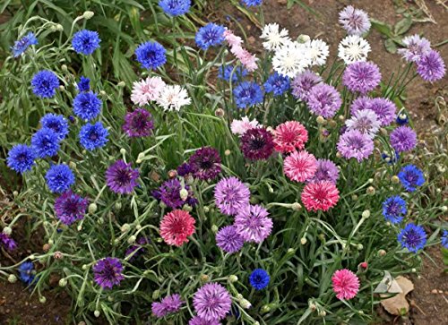 "Dwarf Polka Dot Mix" Bachelor Button Flower Seeds For Planting, 200+ Seeds Per Packet, (Isla's Garden Seeds), Non Gmo & Heirloom Seeds, Scientific Name: Centaurea Cyanus, Great Home Garden Gift #TOP5