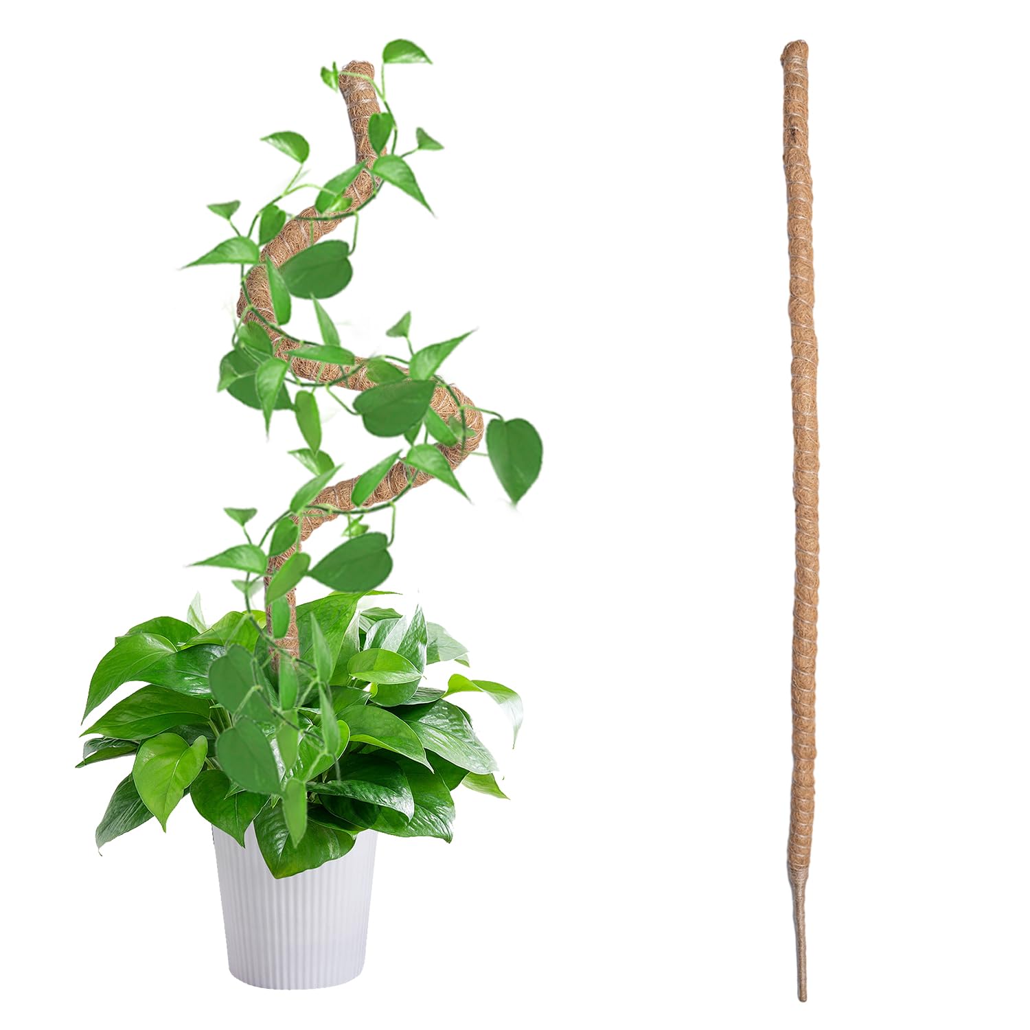 その他観葉植物 user_1242a77b Amazon | Mcbazel 観葉植物 支柱 モンステラ 120CM 園芸用支柱 曲げ