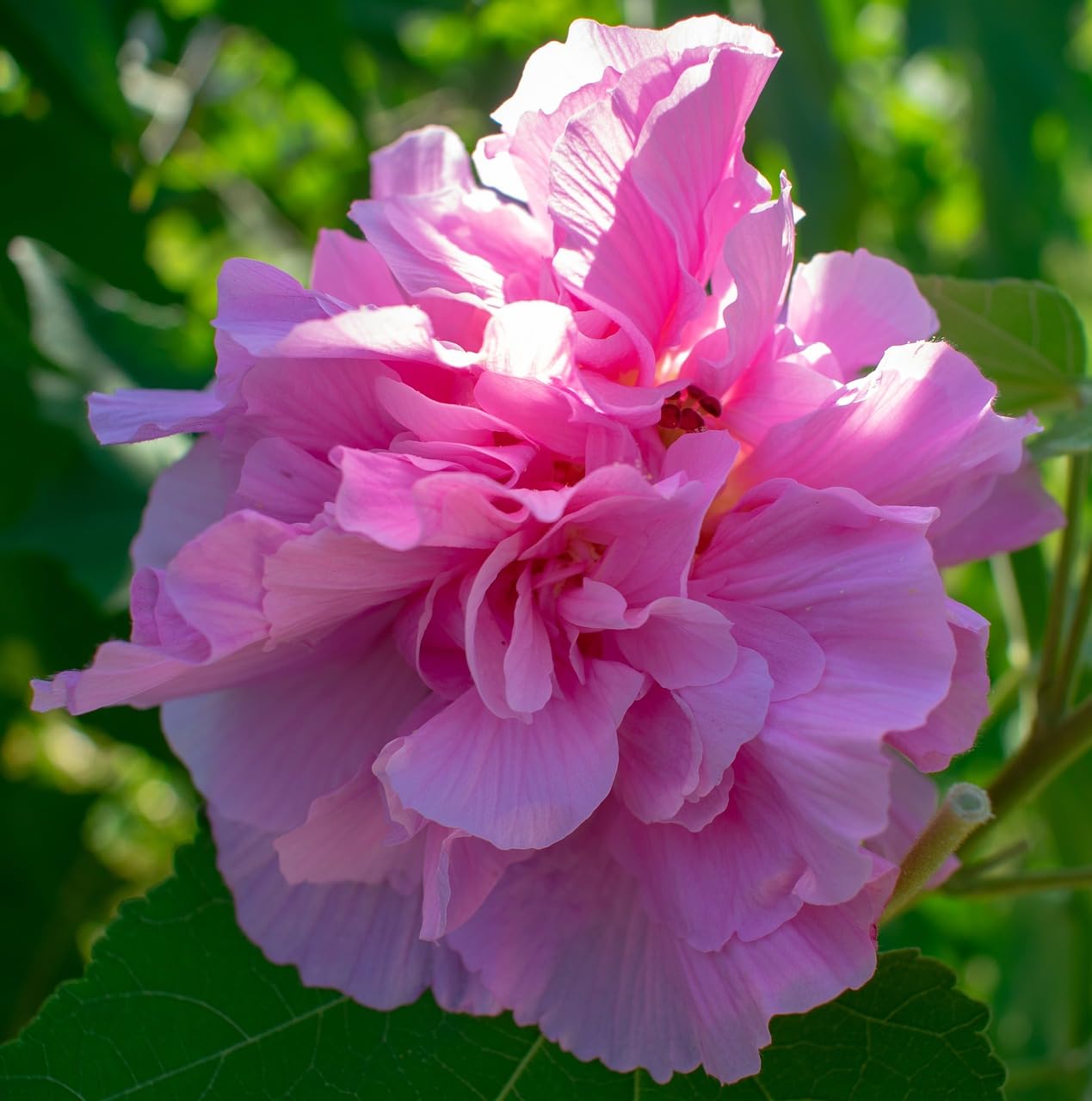 The Royal Crafty Rare Land Lotus Double Petal Flower Live Plant One Healthy Plant addition to any plant collection or garden. (B0CCJ8DQQT) Amazon Price History, Amazon Price Tracker