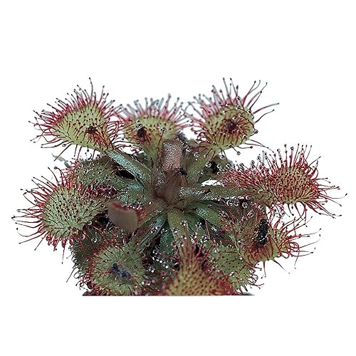 Sundew (Drosera), Planta Viva, Bueno Para Acid-Bog Terraria