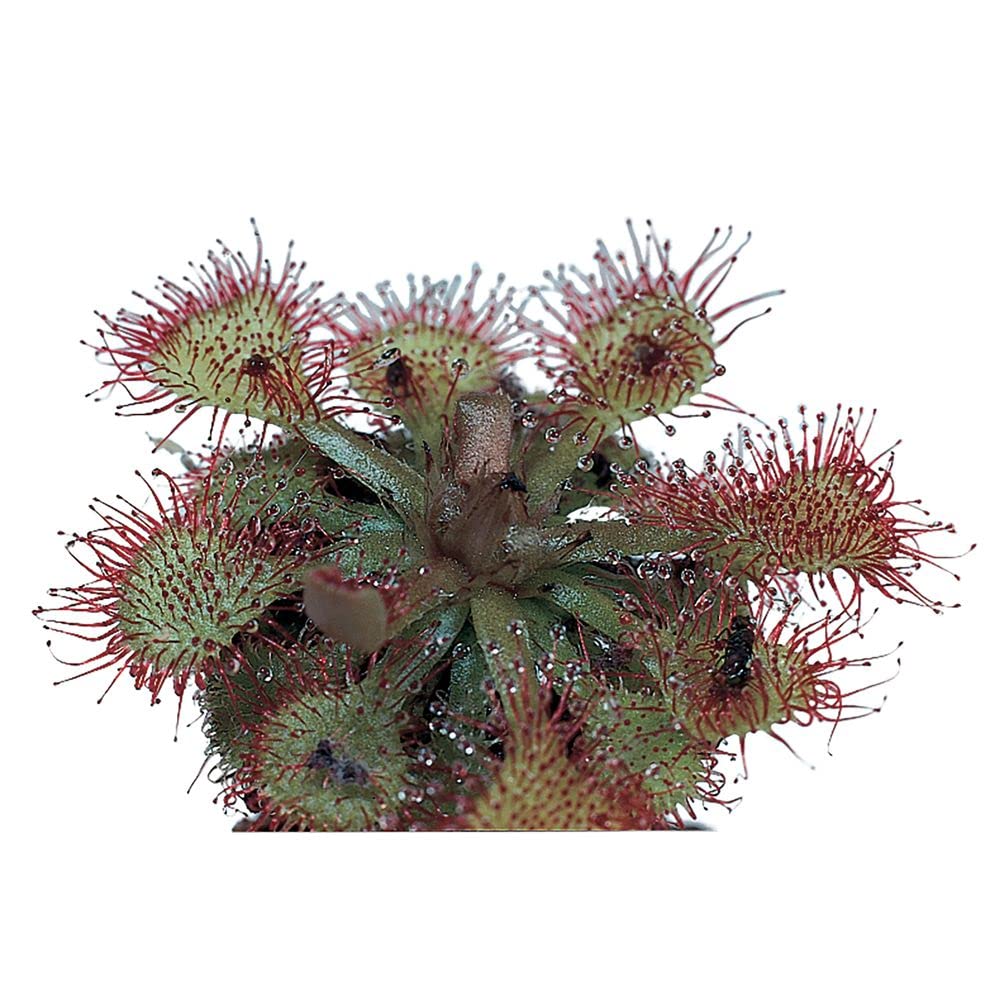 Carolina Biological Sundew