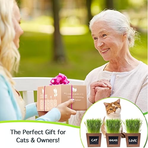 Miniatura 6 de Hierba para gatos de interior con 3 macetas de madera, semillas orgánicas certificadas y tierra. Regalos para gatos que les encantarán. Kit de