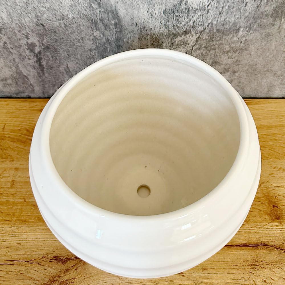 Amazon.co.jp: 観葉植物 鉢 陶器鉢 8号 丸陶器 ソーサー付 選べる