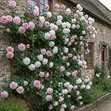 DUTCH BULBS EXCLUSIVE PLANTS FROM HOLLAND