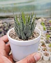 Live Zebra Plant/Haworthia fasciata Live Plant/Small Indoor Live Succulent plant For Home Decoration/Gardaning Healthy Live Plant | Office, Livingroom, Bedroom, with Black Pot_(Pack Of 1)_3