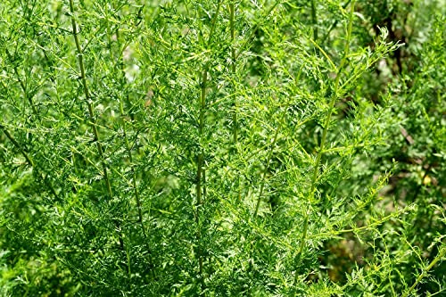 Einjähriger Beifuß Qing Hao Artemisia annua Lichtkeimer 125 Samen