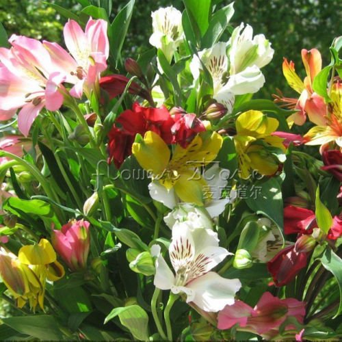 Generic 20 Peruvian Lily SeedsSpecial Amazon.in Garden & Outdoors