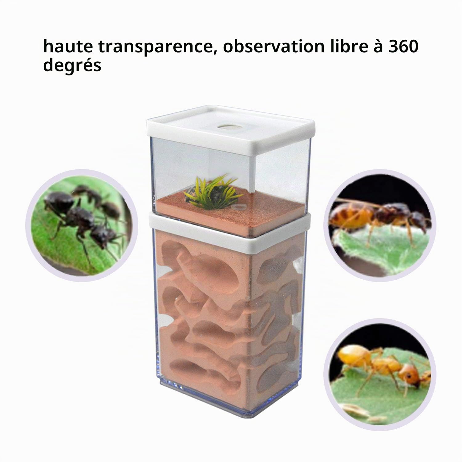 aleawol Ferme naturelle Formicarium Nid de fourmis en plâtre transparent Maison de fourmis Élevage de fourmis Terrarium Maison Ant Farm Ant Nest Habitat
