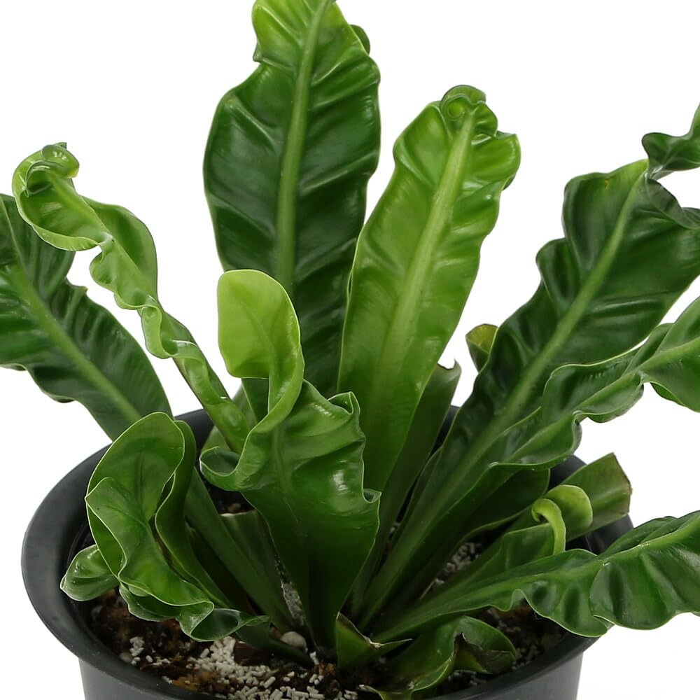 Amazon｜【charm】(観葉植物)シダ アスプレニウム コブラ 4号(1鉢