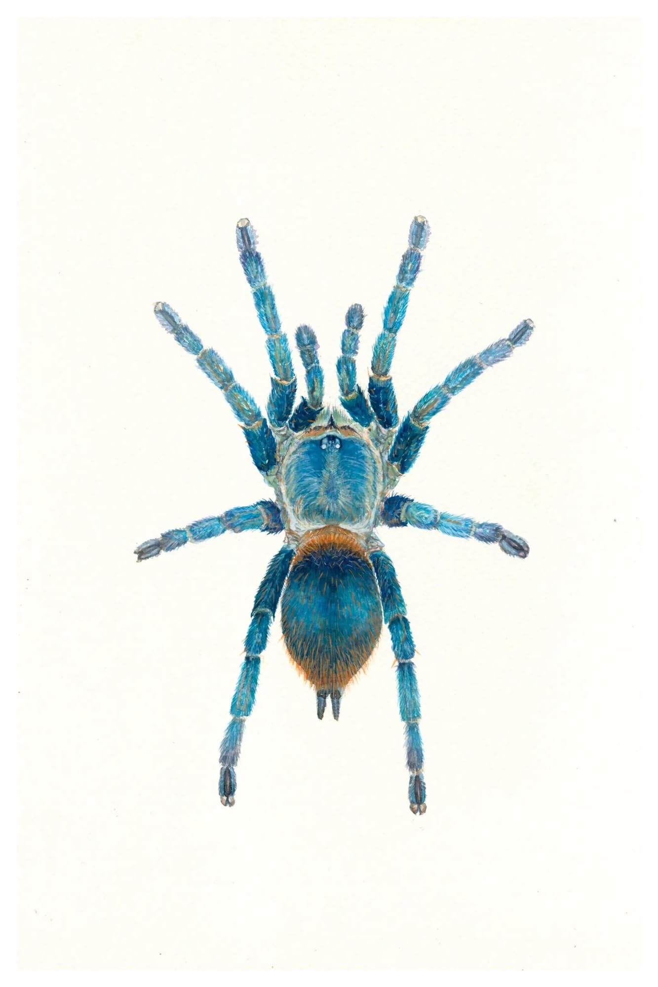 Cuadro sobre lienzo de colección de insectos retro en formato de 20x30 cm para pared