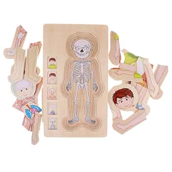 美品 sassi パズル 人体 知育 61cNgy7o1EL._UF350,350_QL50_.jpg