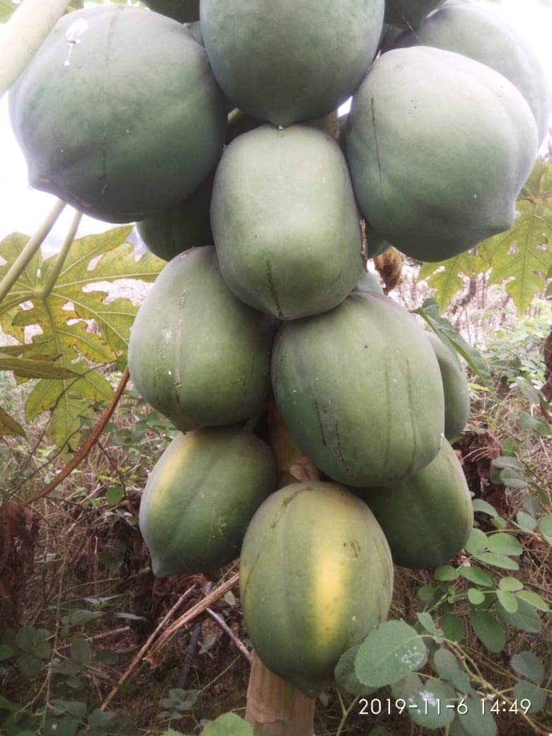 Red Lady Taiwan Seeds 786 Papaya Seed(290 Seeds) (B0CGRZB693) Amazon Price History, Amazon Price Tracker