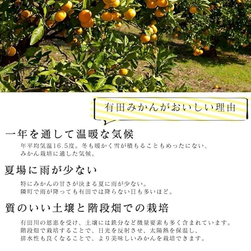 みさわのやさい みかん 10kg 訳あり 有田みかん の商品画像 5