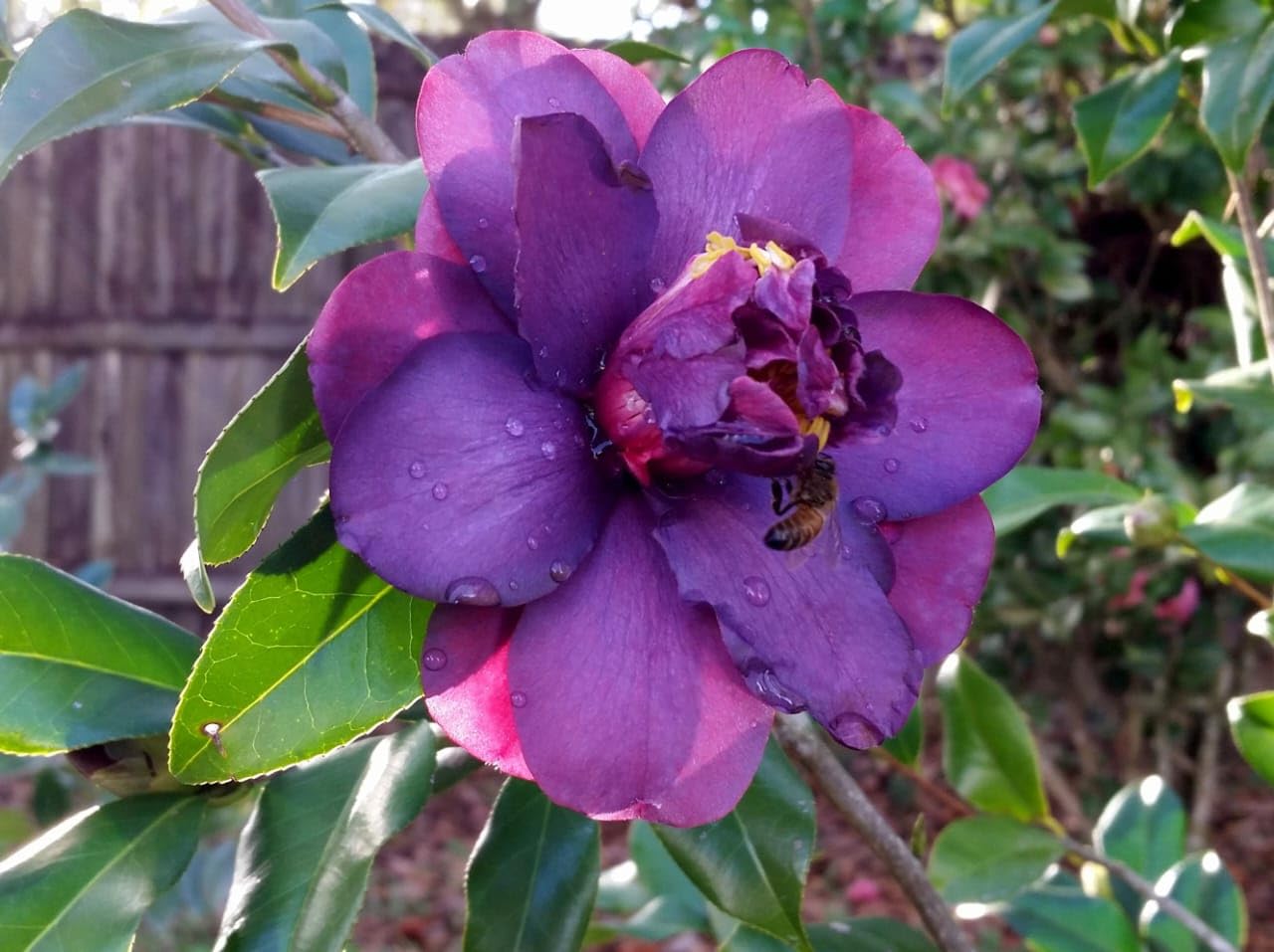 ONLINE PLANT BAZAR camellia October Magic purple Shi Shi flower plant Rare Hybrid 1.5 Feet to 2 Feet Tree (B0CLV1L6NF) Amazon Price History, Amazon Price Tracker
