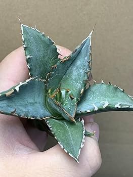 Amazon.co.jp: 1128特選多肉植物アガベ チタノタ 金剛 優良血統