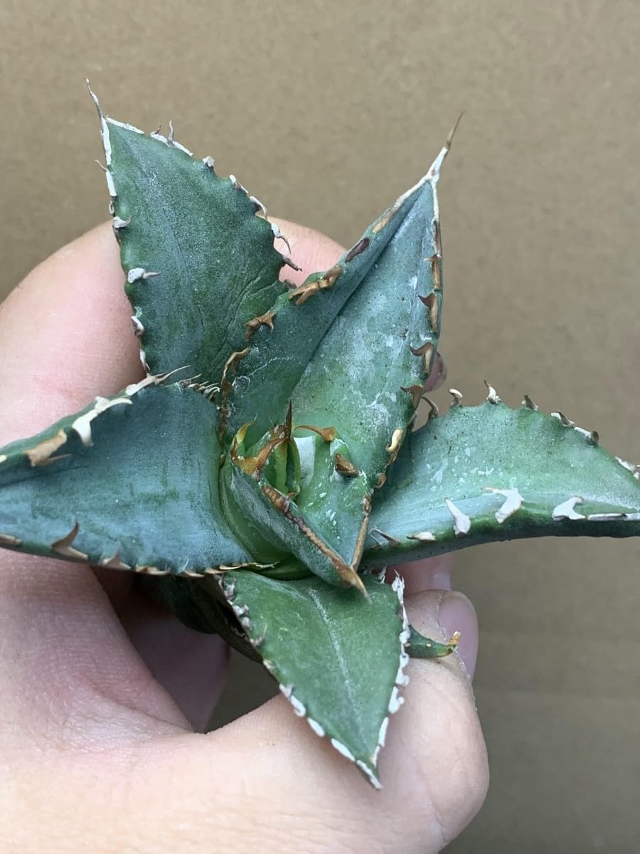 009-1【輝泊園】特選 アガベ 多肉植物 チタノタ 金剛 強棘 極上株 （TC