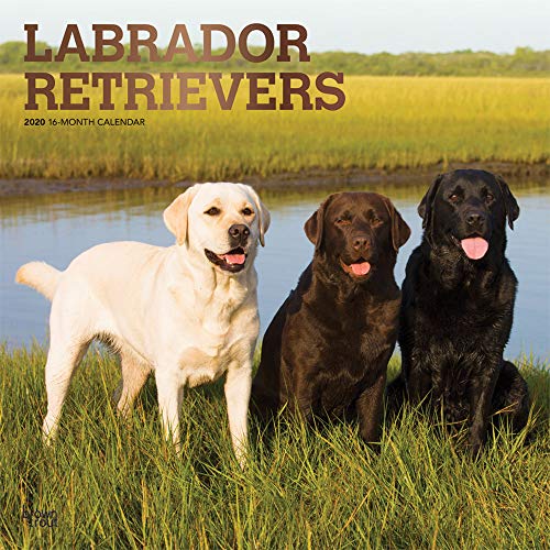 Télécharger Labrador Retrievers 2020 Calendar: Foil Stamped Cover livre En ligne