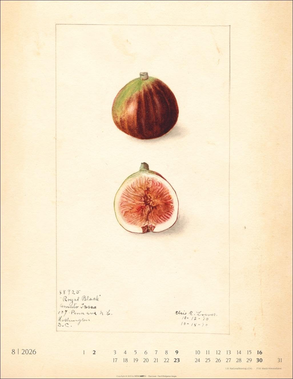 Alte Sorten Kalender 2026: Dekorativer Wandkalender mit historischen Zeichnungen. Die Klassiker im Obstgarten in Szene gesetzt: Natur- und Food-Kalender im Format 34 x 44 cm