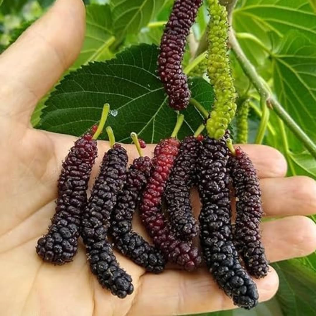 GREEN PLANT VALLEY All Time Long Finger Taiwan Mulberry/Shahtoot Fruit (Cutting/Grafted) Live (B0D5K1H7WL) Amazon Price History, Amazon Price Tracker