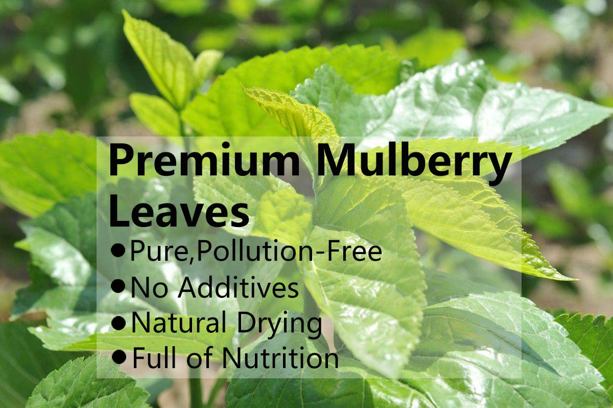 Premium Natural Mulberry Leaf Tea 9 Oz/254.7g, 桑叶茶 Loose Leaf Tea,No Additives. - Image 2