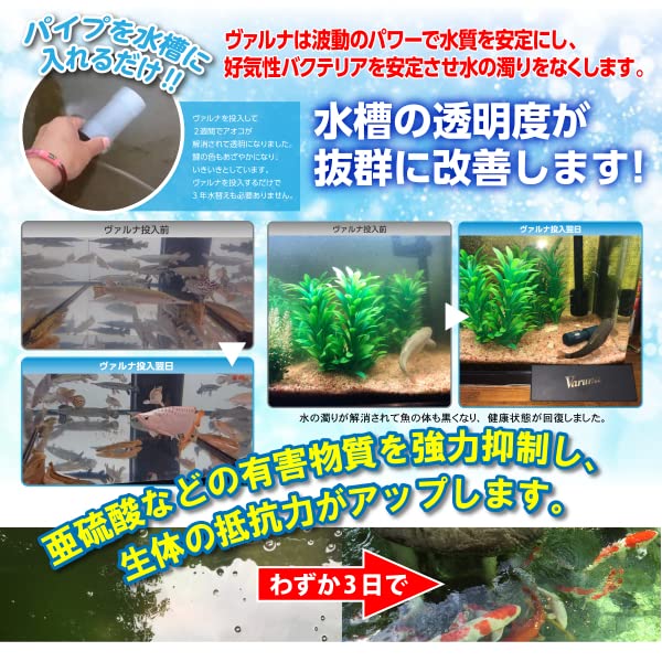 水質改善や亜硝酸対策に最適!!! ●ヴァルナ家庭水槽用・15cm● 水交換不要 Amazon.co.jp: 水槽水質改善ヴァルナミニ 水槽に入れてろ過装置を稼働