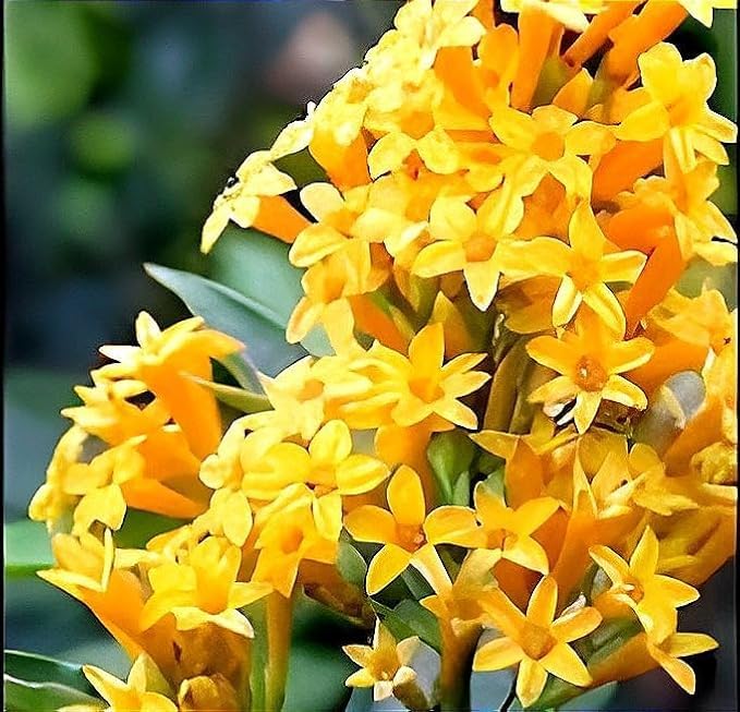 Live Night Blooming Yellow Jasmine Flower Live Plant| Wonderful Raat ki Rani/Hasnuhana Flower Plant Tree| For Home Gardening | Indoor/Outdoor plant-image-12