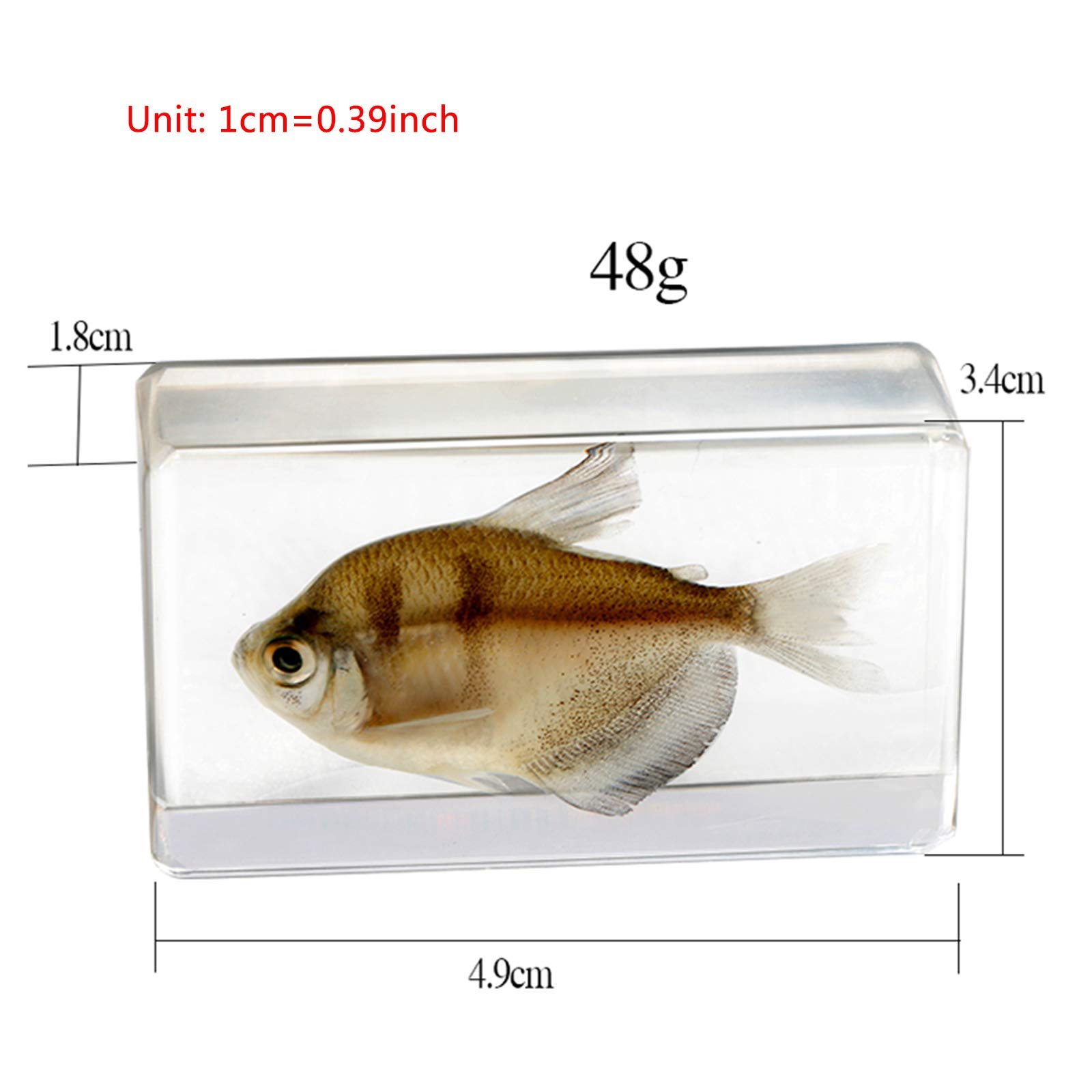 Amazon.co.jp: ガラス魚標本モデル-海洋生物埋め込み標本魚標本教育