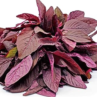 Amaranthus Seeds 2g About 3000+ Amaranth Organic Fresh Premium Vegetables Plants Seeds for Planting Garden Outdoor