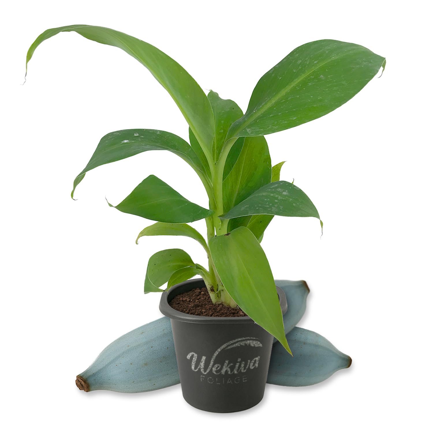 Ice Cream Banana Tree Wekiva Foliage