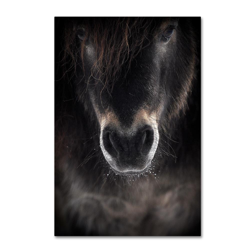 Ulysses by P r i, 12x19-Inch Canvas Wall Art