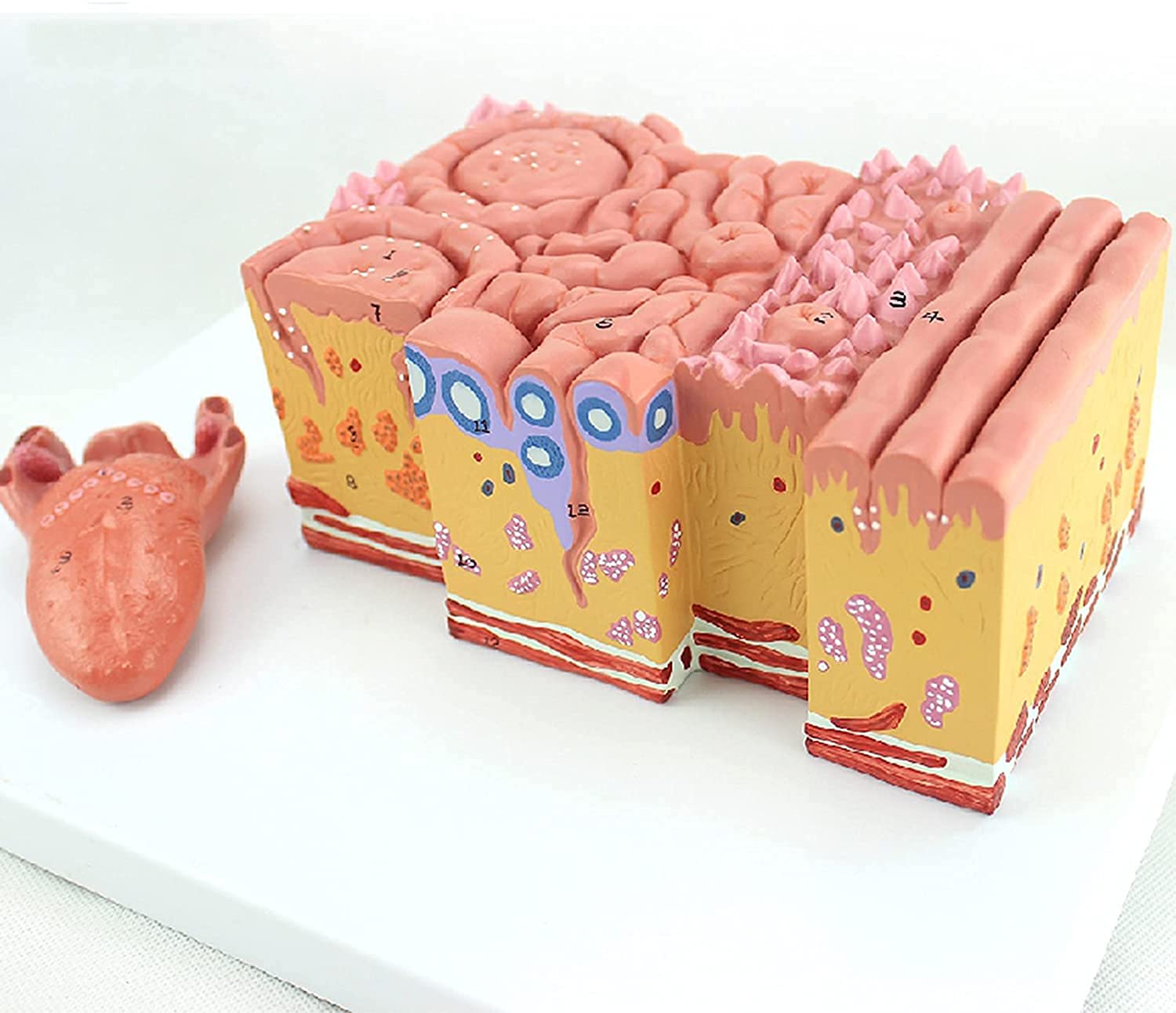 舌の下の解剖学 Visual Anatomy 視覚解剖学