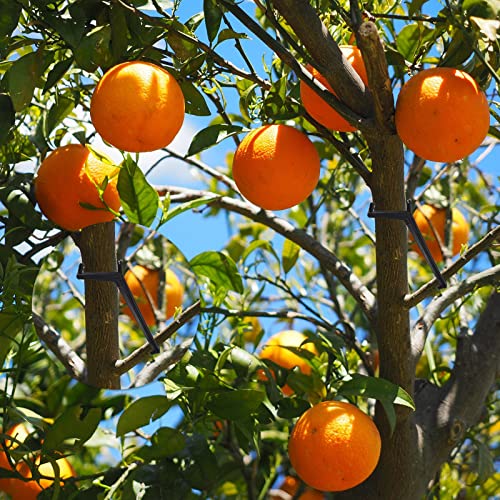 Separadores de ramas para árboles frutales 100 piezas miniatura 7