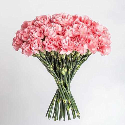 Vista 11 de GlobalRose 100 flores de clavel blanco - Claveles frescos de entrega al día siguiente Prime - Ramo fresco recogido a mano para graduación