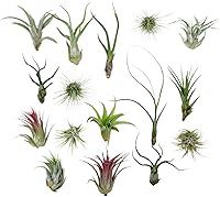 Vista 17 de 4 Live Air Plants, Hand Selected Assorted Variety of Species, Tropical Houseplants for Home Décor and DIY Terrariums (4-Pack)