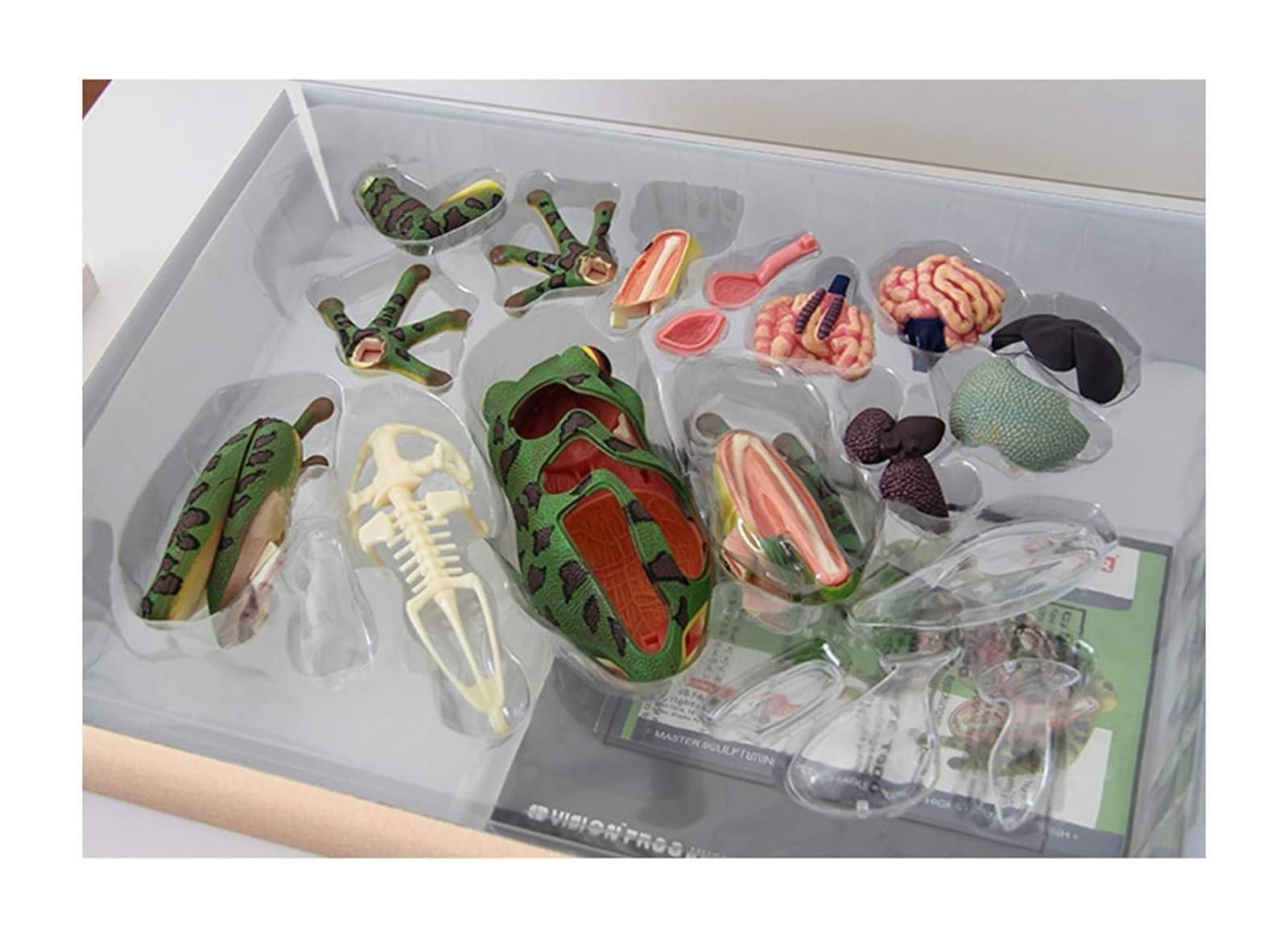 Anatomiczny model żaby - wizja 4D Biologiczna pomoc szkoleniowa dla edukacji - szczegółowy model edukacyjny do badań biologicznych