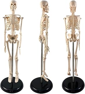 LAZRJ 45Cm Adult Human Male Skeleton Model is for Physiological Study,Human Skeleton Model for Anatomy,Human Skeleton Model with Metal Stand - 17 Inches Tall with Removable Arms and Legs