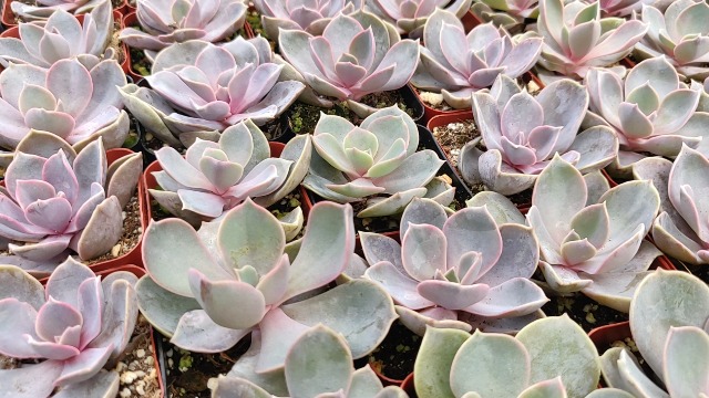 Amazon.com : Echeveria Perle von Nurnberg 2