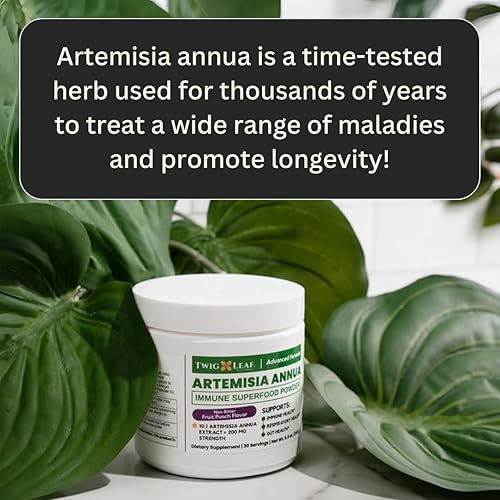 Miniatura 4 de Artemisia Annua - Polvo de hierbas de ajenjo dulce Extracto de hojas para el cerebro Suplemento de artemisinina Extracto orgánico de ajenjo dulce