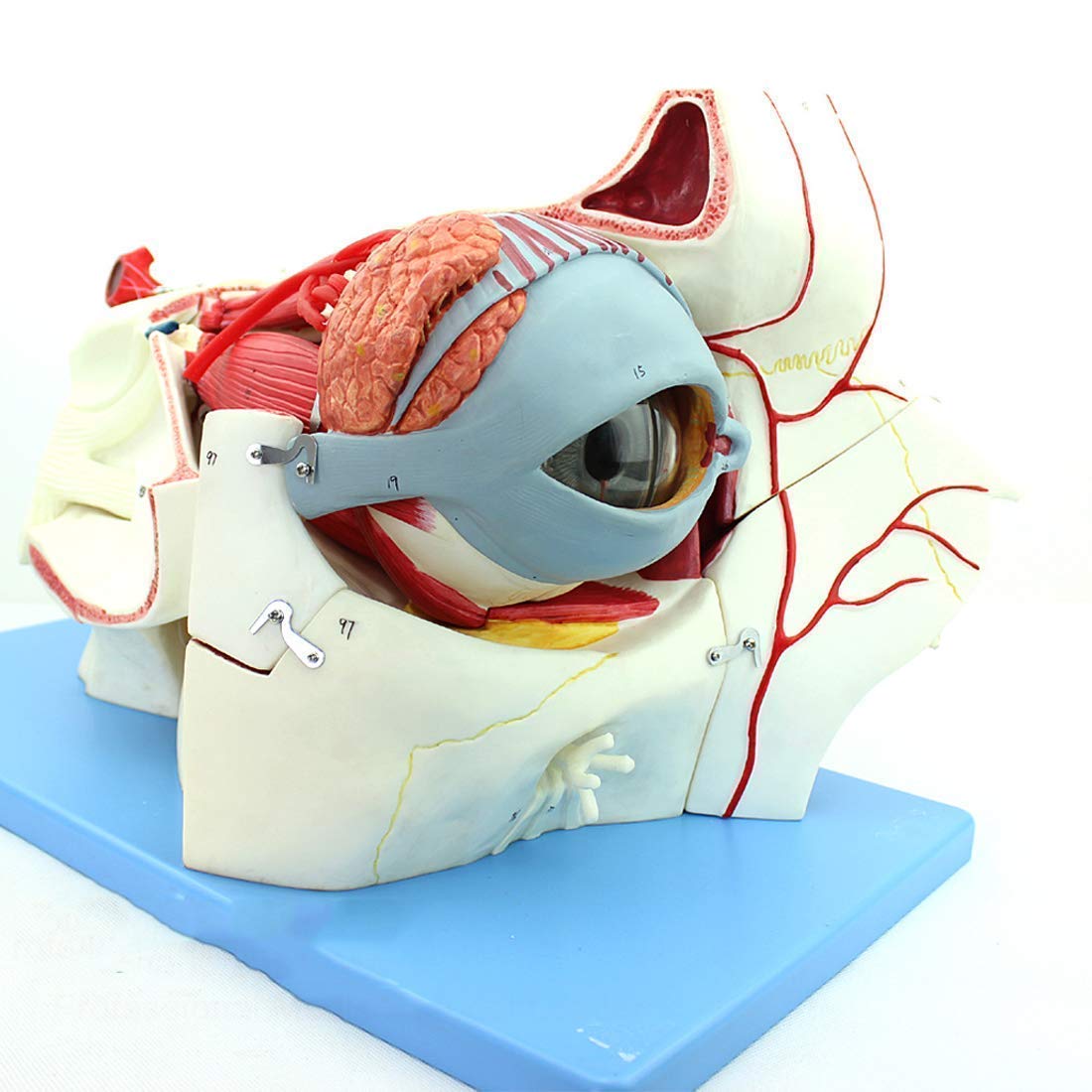 REXGEL Educational Model, Assembly Educational Model Magnification Human Giant Eye Model Human Body Sensory Apparatus Eyeball Anatomical Eye Tissue Model for School,Education