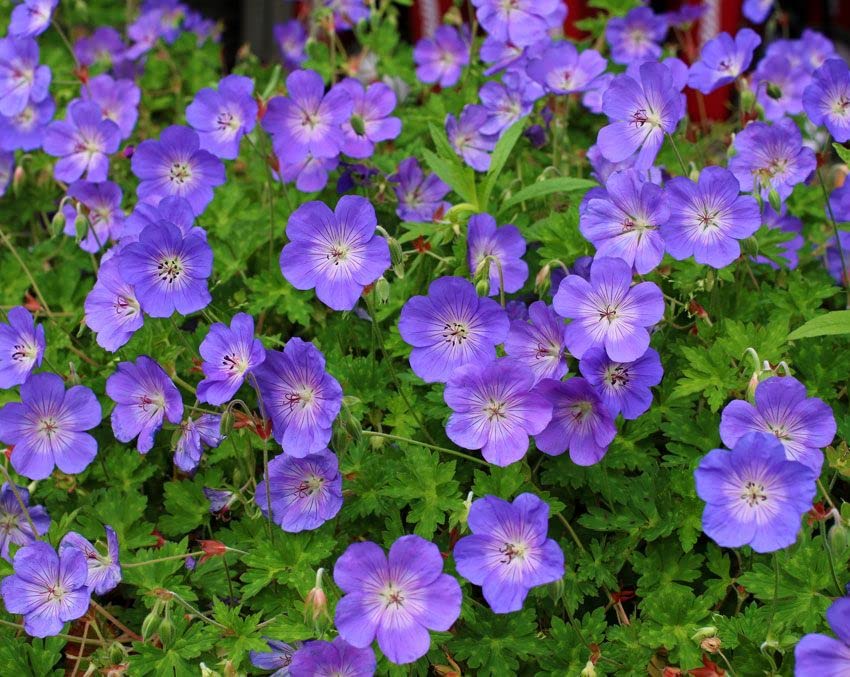 VibeX Geranium, Rozanne-50 Seeds (B0BBG5JCSG) Amazon Price History, Amazon Price Tracker