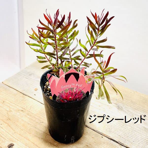 Amazon｜鉢花 観葉植物：リューカデンドロン*ジプシーレッド 4.5号