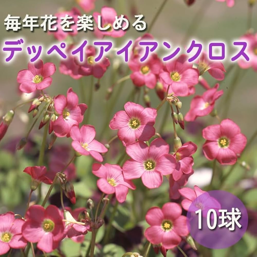 PSA10 テツノツツミ　ペパーのヨクバリス ペパーのヨクバリス【R】{055/063} - カードラッシュ[ポケモン]