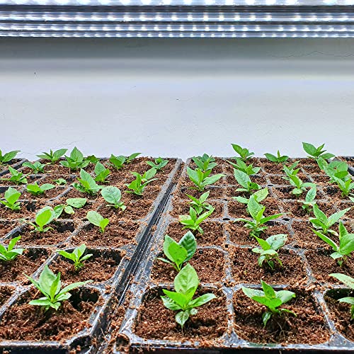 250 Cells 20×10 Inch Seedling Plug Trays - 5 Pcs 54X28Cm Reusable Seed Starter Container For Nursery Growing Plants Propagation Germination Gdpl02S50A 【1.85"X1.85" Grid, 2.2" Depth】50 Grids/Tray #TOP6