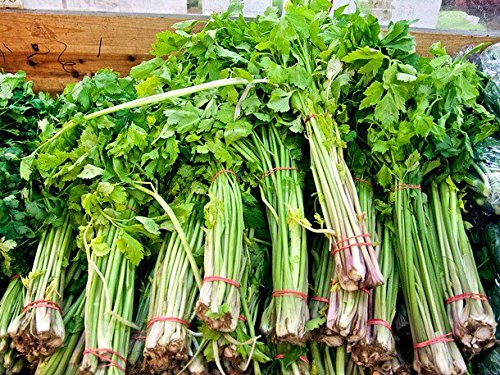 1000+ Kintsai Chinese Dark Green Celery Seeds Heirloom Non-Gmo Non-Bitter, Crisp, Juicy, Delicious And Flavorful, From Usa #TOP1
