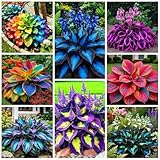 290+ Perennial Hostas for Planting, Low Maintenance Rich Foliage, Heart Shaped Leaves, Outdoor Garden Attract Pollinators Bonsai Decoration Non-GMO Heirloom Hosta Plants Seeds