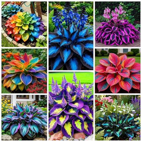 290+ Perennial Hostas for Planting, Low Maintenance Rich Foliage, Heart