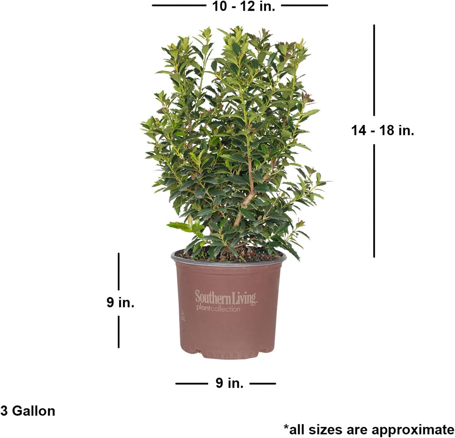 Oakland Holly (3 Gallon) Dense Evergreen Shrub with Glossy-Green Foliage - Full Sun to Part Shade Live Outdoor Plant - Southern Living Plants