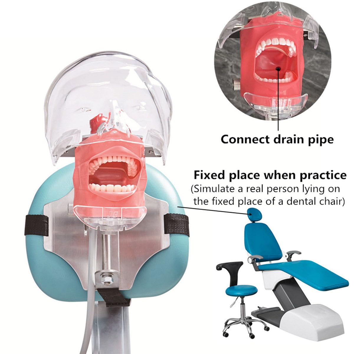 Manichino Simulatore Dentale Phantom Head Plastic Educational Dental Tooth Model con Montaggio da Banco, Testa di Manichino Simulatore Dentale per Scuole di Odontoiatria Istruzione Pratica