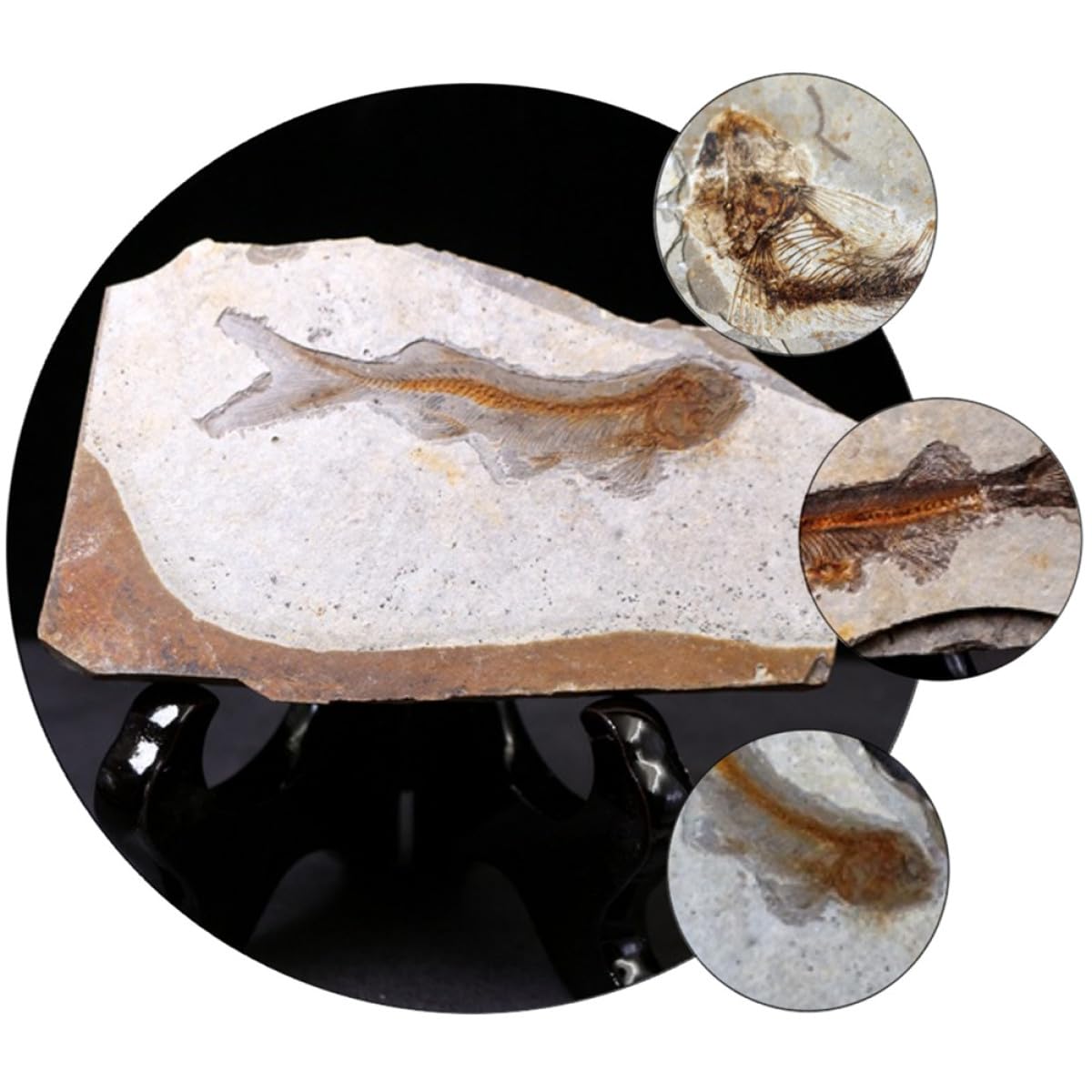 Cabilock Campione Fossile Pesce Resina per Laboratorio di Scienze e Ricerca Educativa, Decorazione da Scrivania per Studio e Materiale Didattico per Studenti, Dimensioni Stili multipli
