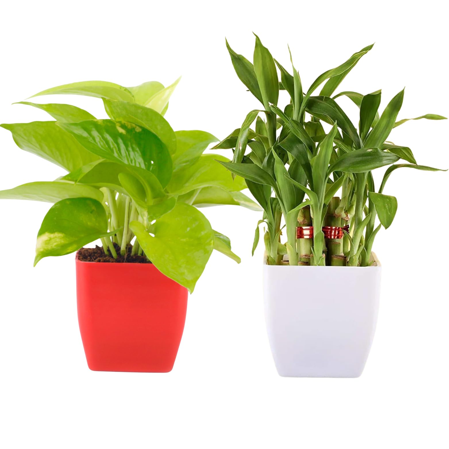 Phulwa Indoor Live Plant Combo of 2 Good Luck Money Plant and Feng Shui Lucky Bamboo tree with Square Beautiful Pot for Home & office Décor, Pack of 2 (B0C8P12CHV) Amazon Price History, Amazon Price Tracker